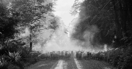 Te Wāhi Toi - Marti Friedlander | Southern Rural